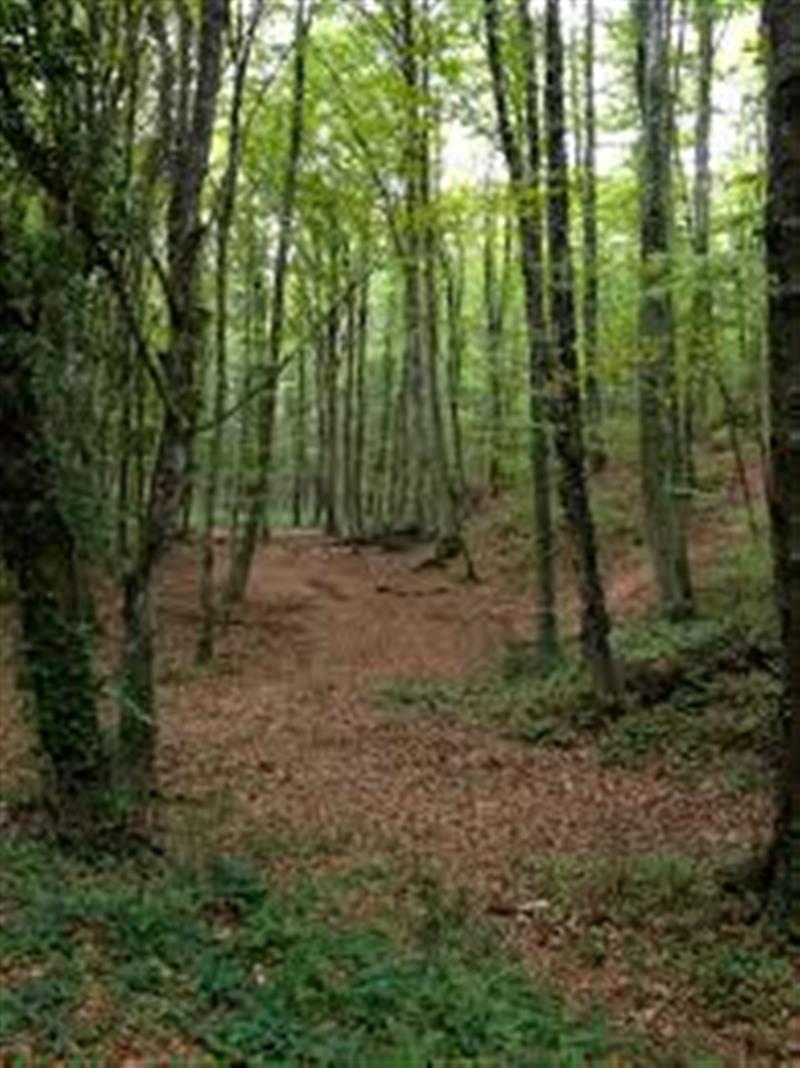 غابة بلغراد